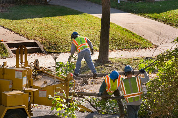 How Our Tree Care Process Works  in  Roslyn Estates, NY